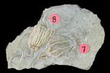 Two Fossil Crinoids (Dichocrinus & Eretmocrinus) - Gilmore City, Iowa #148685-1